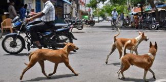 STREET DOG STREAT THERUVU NAYA