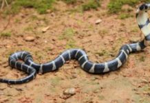 thrissur_vartha_district_news_malayalam_snake