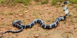 thrissur_vartha_district_news_malayalam_snake
