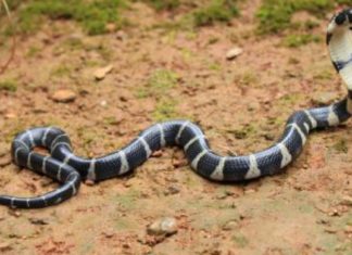 thrissur_vartha_district_news_malayalam_snake