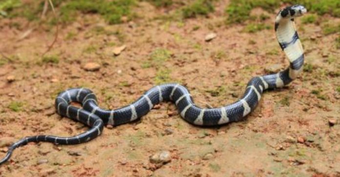 thrissur_vartha_district_news_malayalam_snake thrissur_vartha_district_news_malayalam_snake