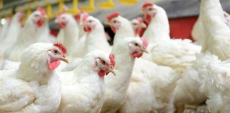 Thrissur_vartha_district_news_malayalam_chicken_fever