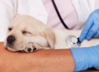 അംഗീകാരത്തിന്റെ തികവിൽ പുത്തൻചിറ വെറ്ററിനറി ഡിസ്പെൻസറി..