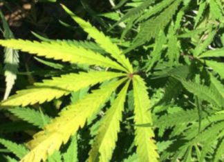 കഞ്ചാവ് മാഫിയാസംഘത്തിലെ പ്രധാന കണ്ണികൾ പിടിയിൽ..