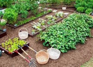 ‘ ജൈവഗൃഹം ‘ പദ്ധതിയുമായി പൂക്കോട് കൃഷിഭവൻ..