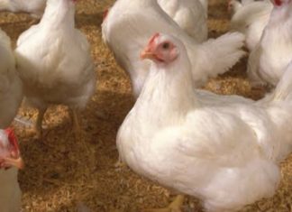 ഇനി തോന്നിയ വിലയില്ല, ജില്ലയിലാകെ ഇറച്ചിക്ക് ഒരേവില..