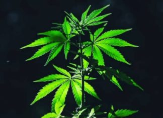 ശക്തൻ സ്റ്റാൻഡിൽ നീലച്ചടയൻ..