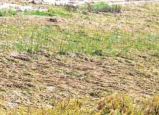 കൊയ്ത്തുകഴിഞ്ഞ എല്ലാ പടവുകളിലെയും സ്ലൂയിസുകൾ തുറന്നുവെയ്ക്കണം..