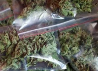 മാളയിൽ മണ്ണിനടിയിലും കഞ്ചാവ് സൂക്ഷിപ്പ്; യുവാവ് അറസ്റ്റിൽ..