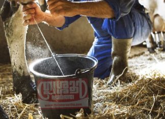 ക്ഷീര കർഷകർക്ക് കൊടുങ്ങല്ലൂർ നഗരസഭയുടെ നേതൃത്വത്തിൽ ആനുകൂല്യങ്ങൾ വിതരണം ചെയ്തു.