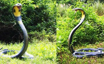 കയ്പമംഗലത്ത് വീടിന്റെ മുറ്റത്ത് നിർത്തിയിട്ടിരുന്ന കാറിനുള്ളിൽ മൂർഖൻ..