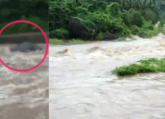 ഇന്നലെ ഉണ്ടായ കനത്തമഴയിൽ ആന ഒഴുകിയെത്തി..