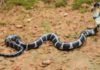 thrissur_vartha_district_news_malayalam_snake