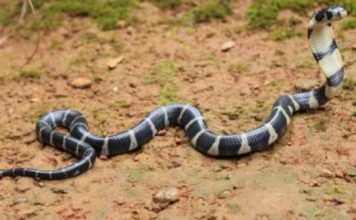 thrissur_vartha_district_news_malayalam_snake