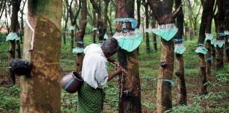 Thrissur_vartha_district_news_malayalam_farmer_rubber