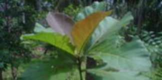Thrissur_vartha_district_news_malayalam_mannuthy_kerala_univercity_plants