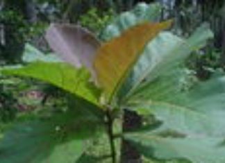 Thrissur_vartha_district_news_malayalam_mannuthy_kerala_univercity_plants