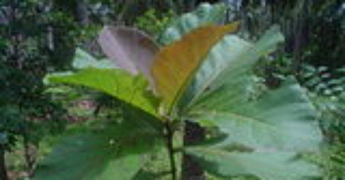 Thrissur_vartha_district_news_malayalam_mannuthy_kerala_univercity_plants